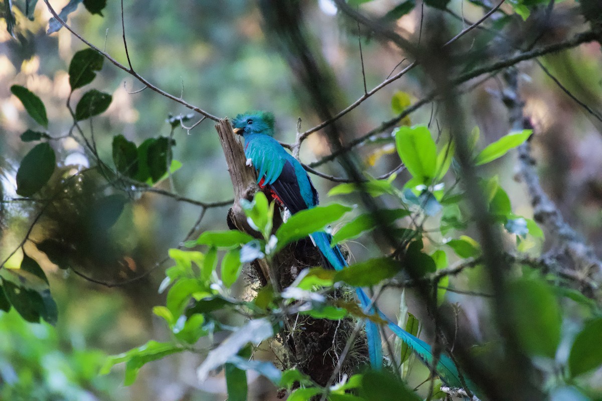 Resplendent Quetzal - Johan Bergkvist