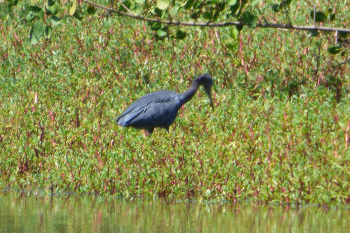 Little Blue Heron - ML323090101