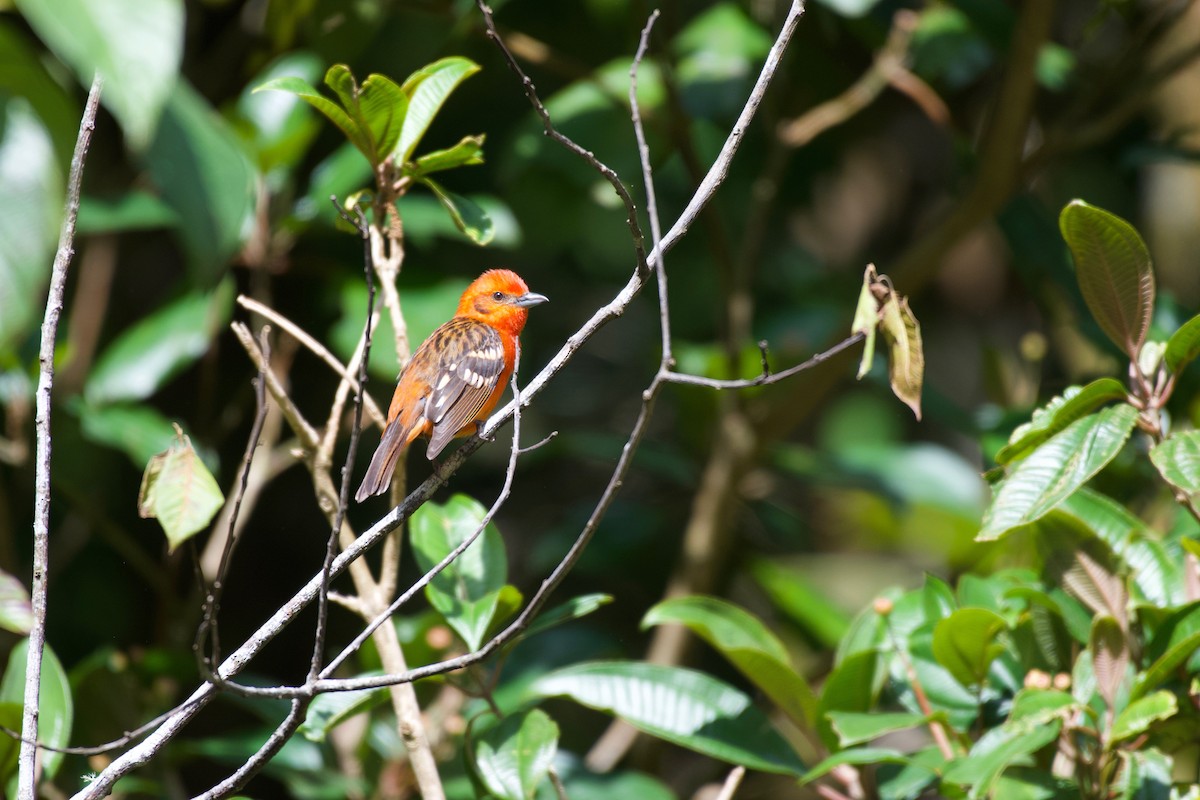 Flame-colored Tanager - ML323090701