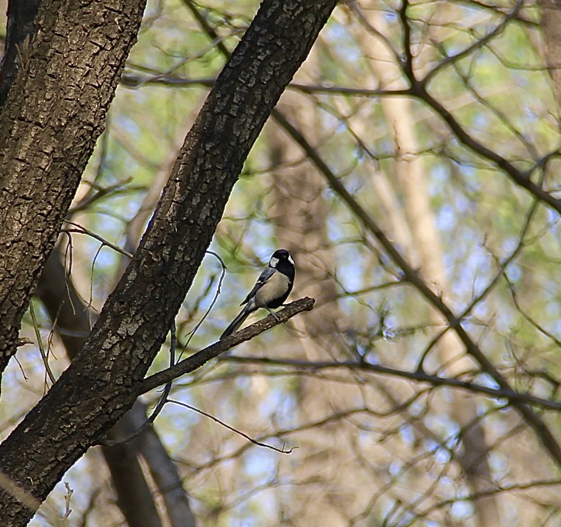 Japanese Tit - ML323092021