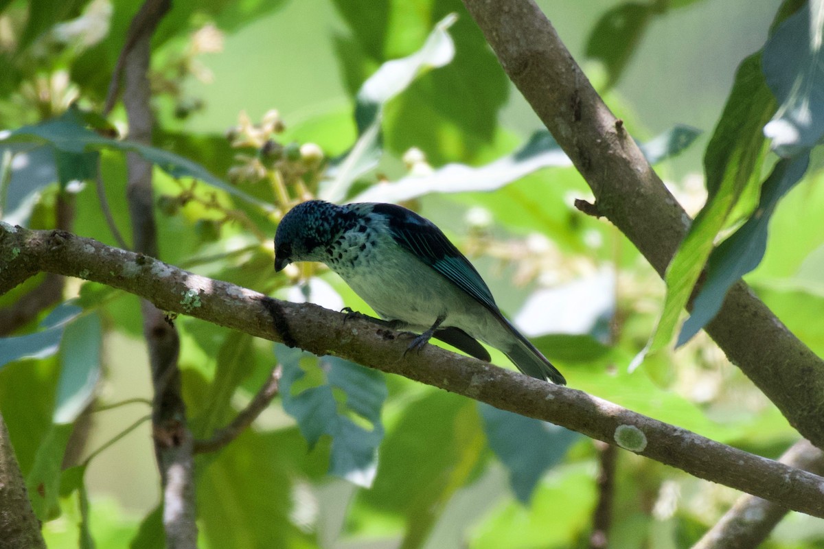 Azure-rumped Tanager - ML323093711