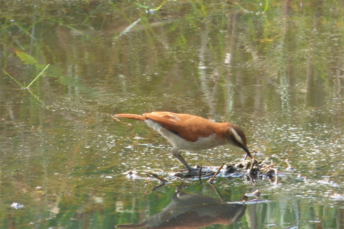 Wing-banded Hornero - ML323093811