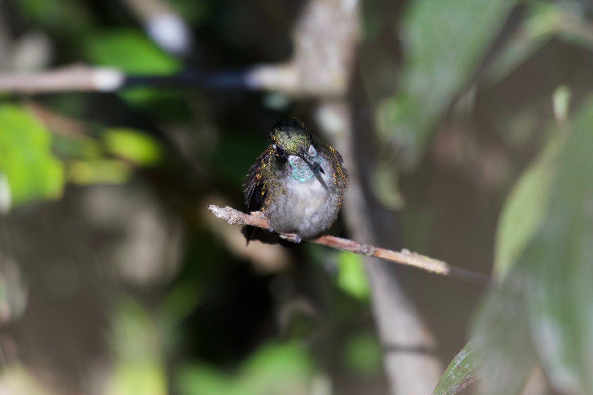 kolibřík salvadorský - ML323093821