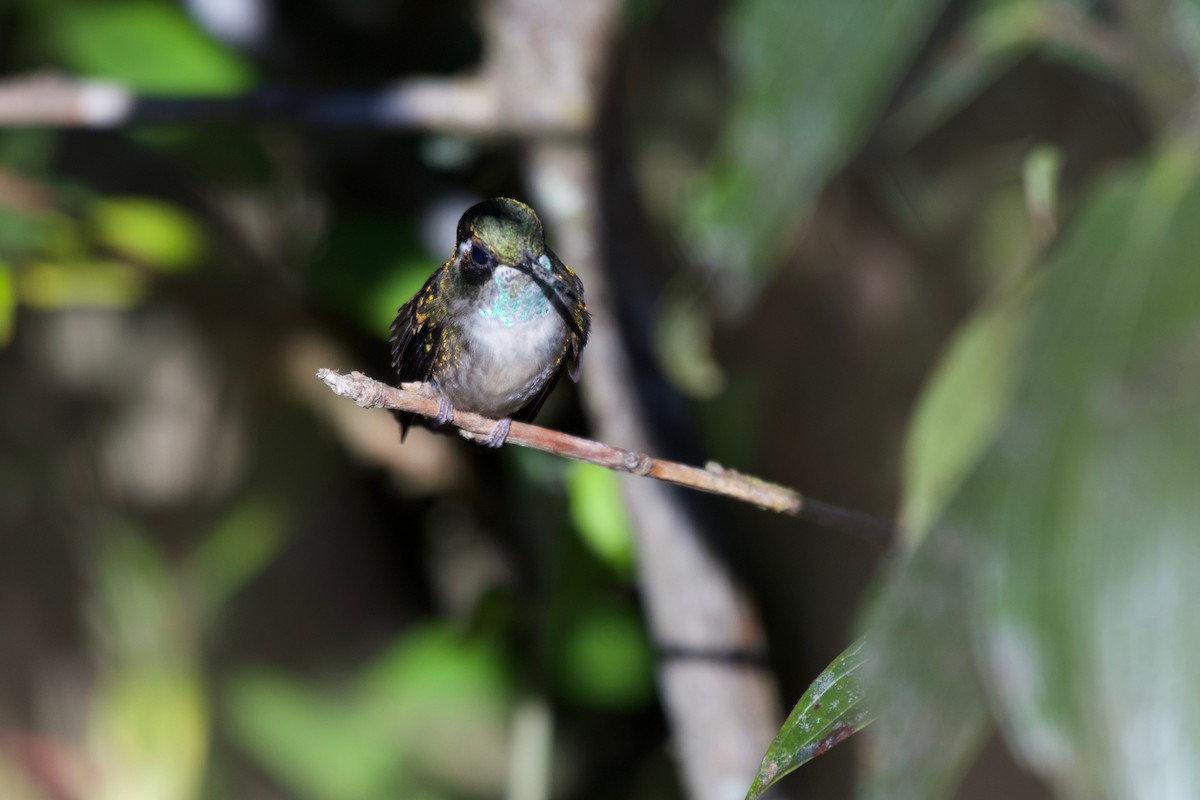 kolibřík salvadorský - ML323093841