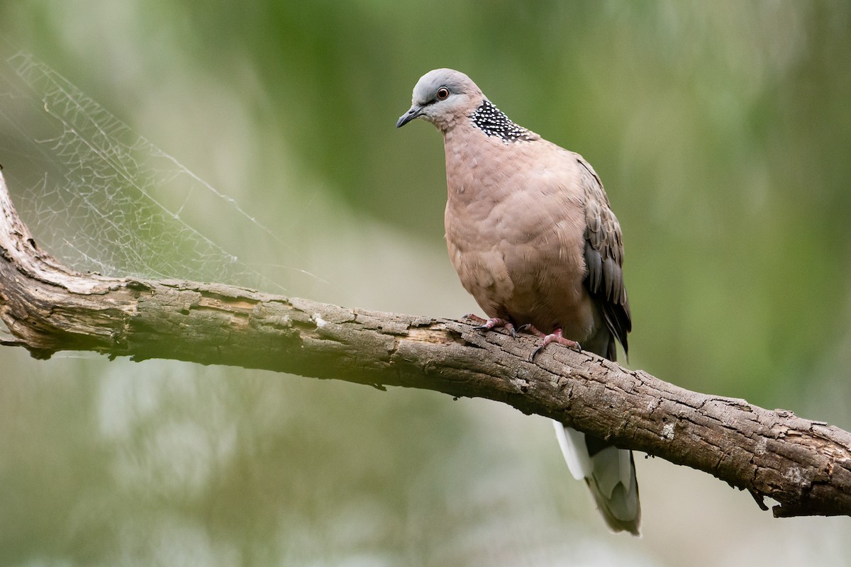 Spotted Dove - ML323095051