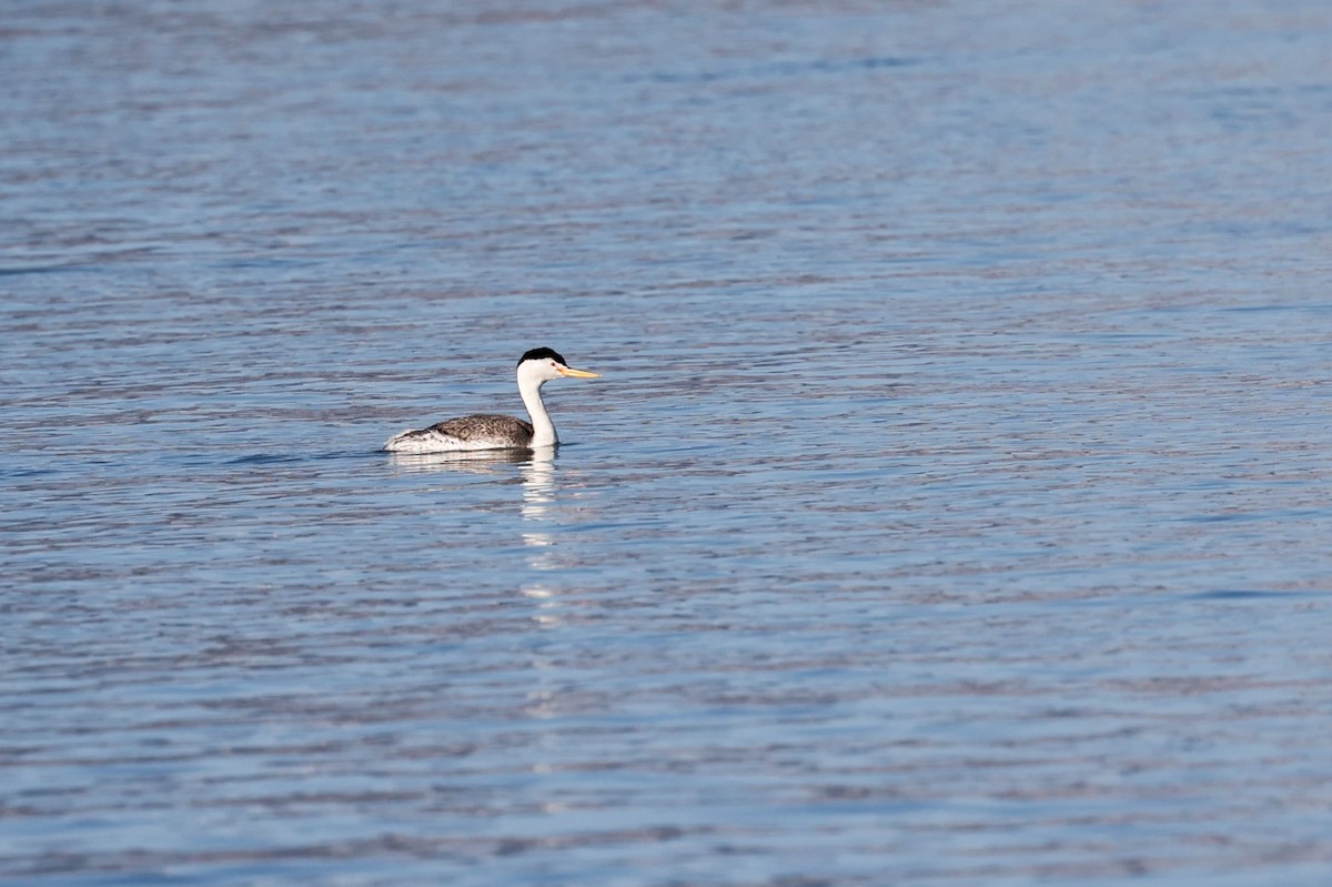 Clark's Grebe - ML323095261