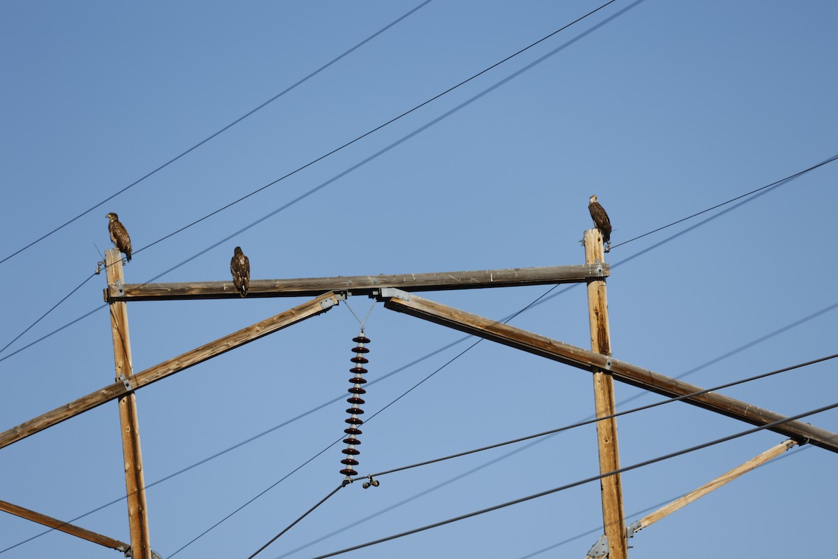 Bald Eagle - ML323095601