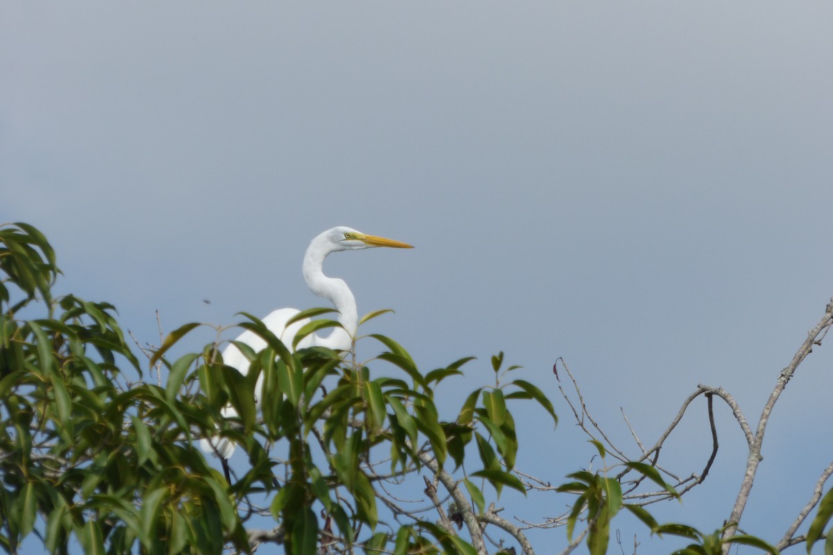 Great Egret - ML323095831