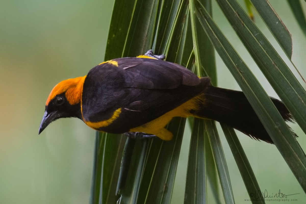 Orange-crowned Oriole - ML323096721