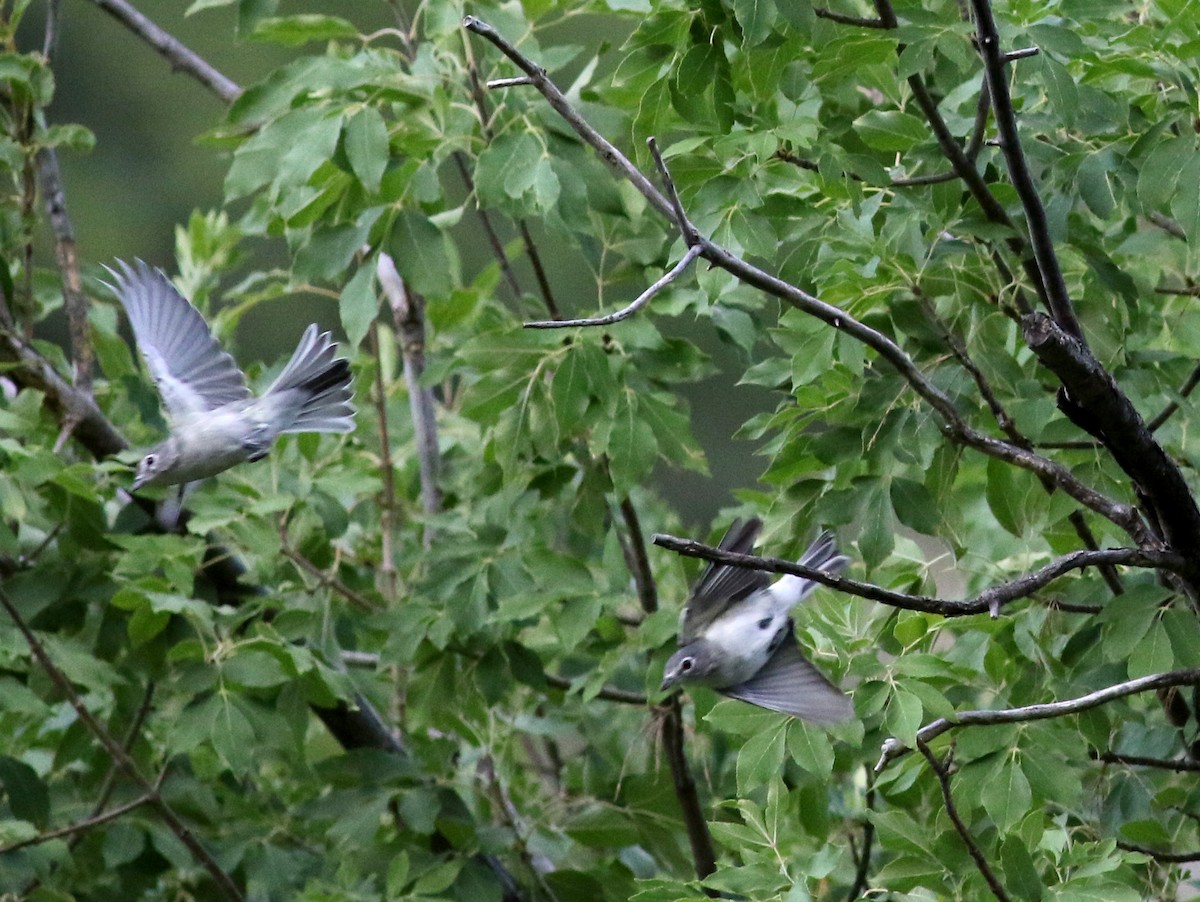 Plumbeous Vireo - ML32309701