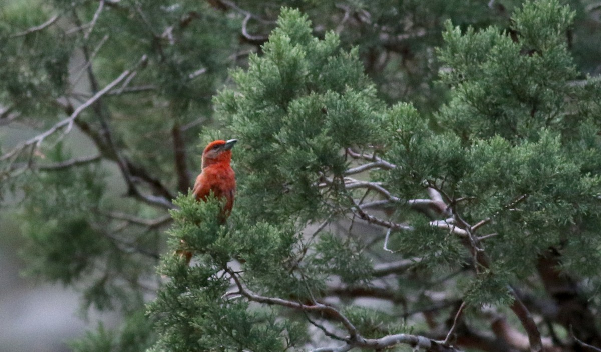 Hepatic Tanager (Northern) - ML32309881