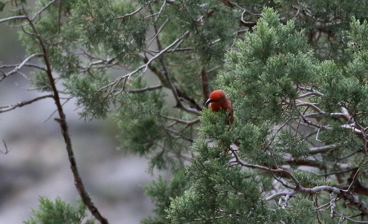 Hepatic Tanager (Northern) - ML32309891
