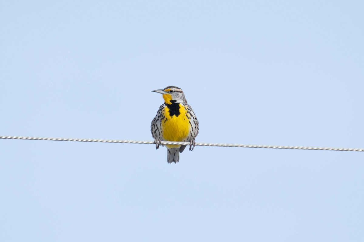 Western Meadowlark - ML323099021