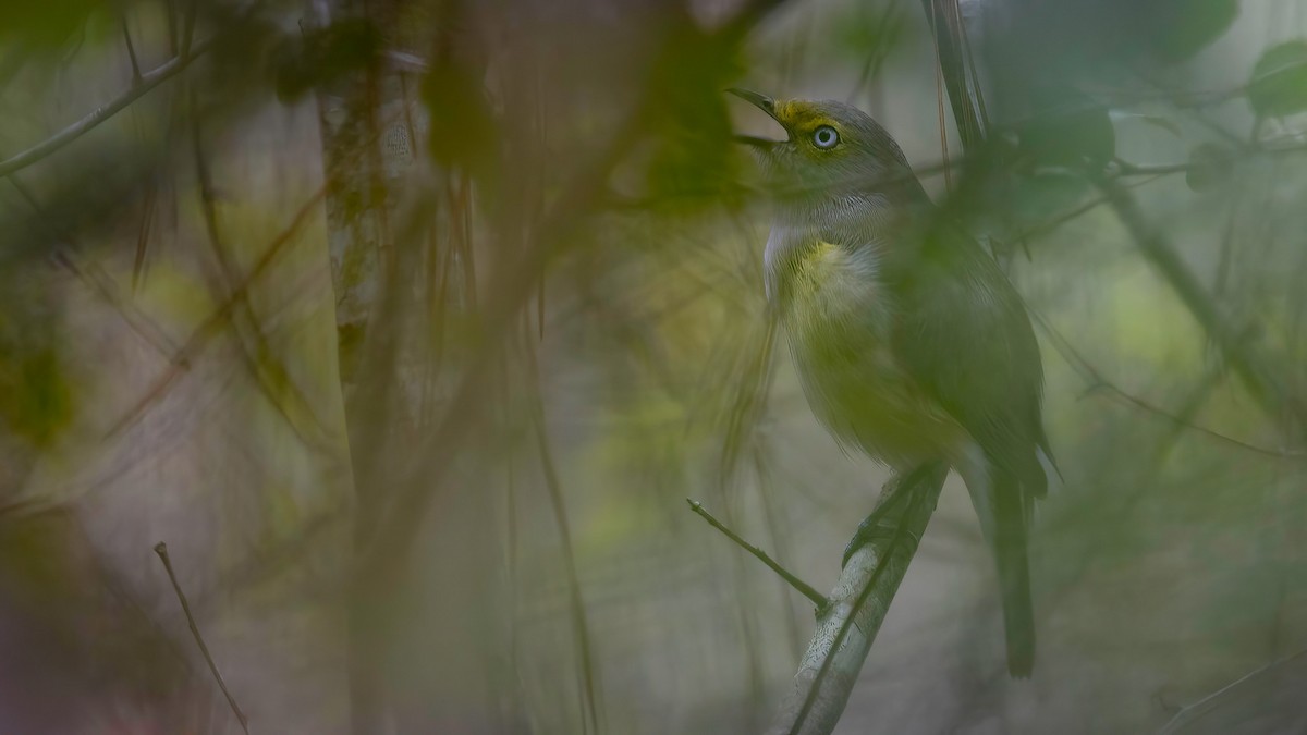 White-eyed Vireo - ML323099481