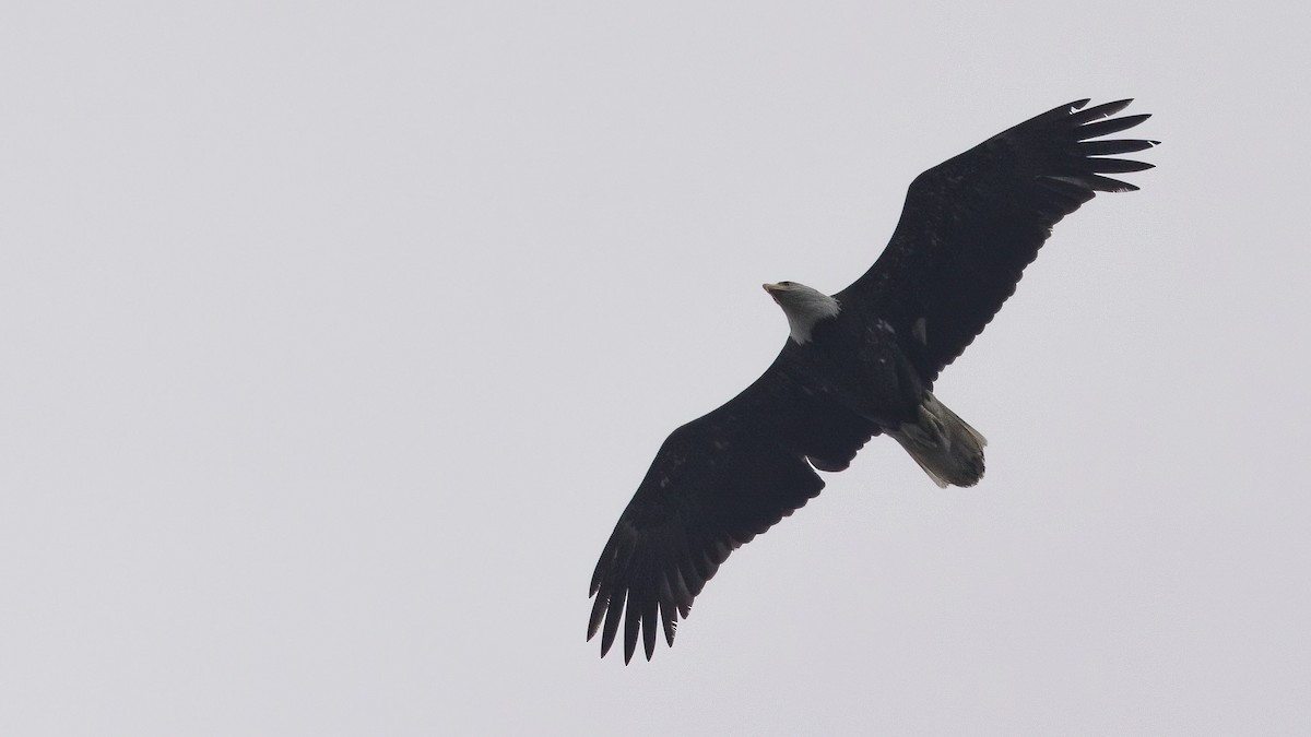 Bald Eagle - ML323099491