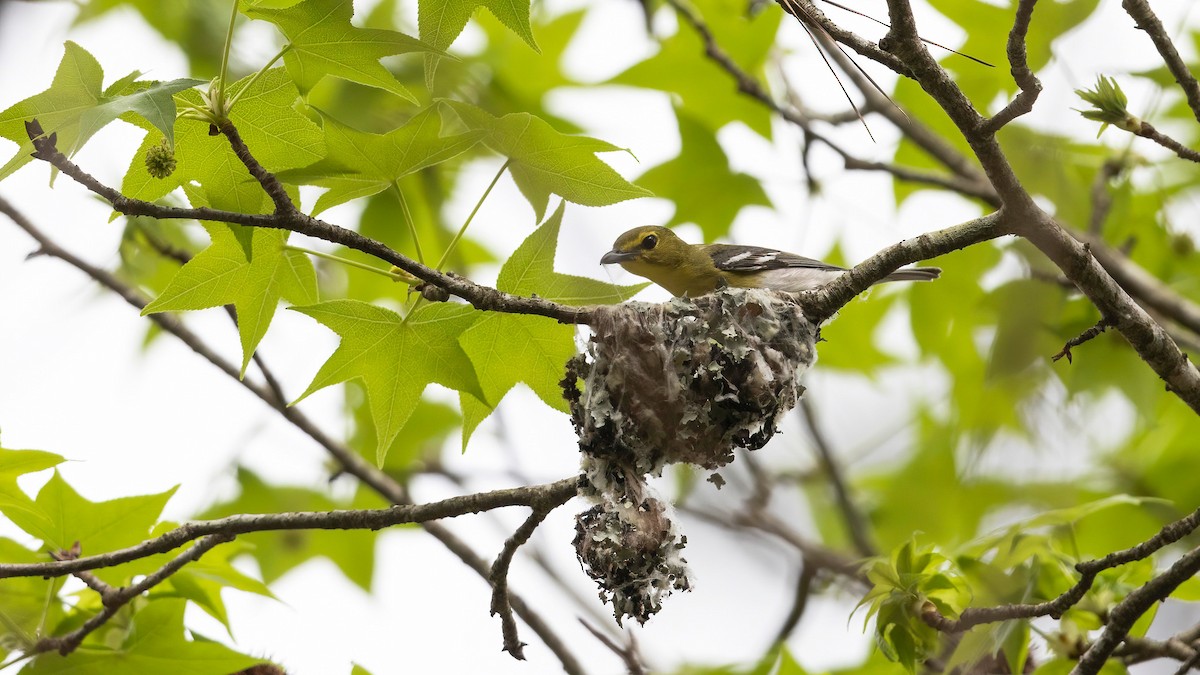 Yellow-throated Vireo - ML323099511