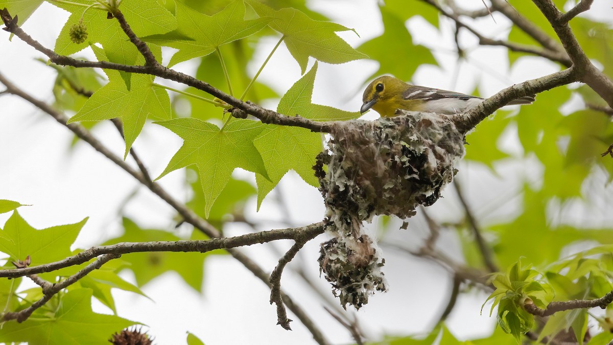 Yellow-throated Vireo - ML323099541