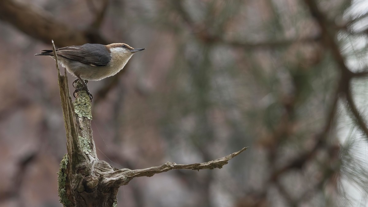 Brown-headed Nuthatch - ML323099571