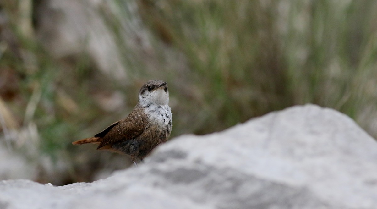 Canyon Wren - Jay McGowan