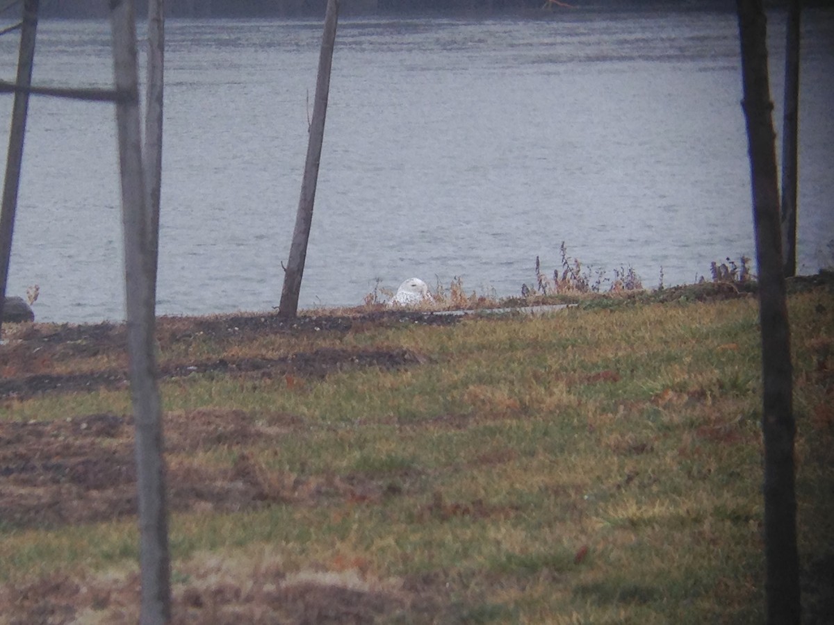 Snowy Owl - ML32309971