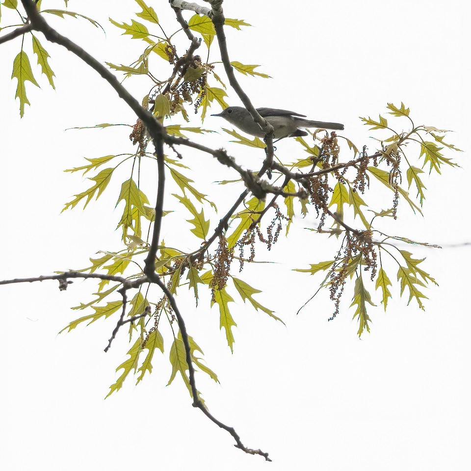 Blue-gray Gnatcatcher (caerulea) - ML323099761