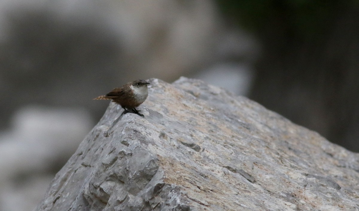 Canyon Wren - Jay McGowan