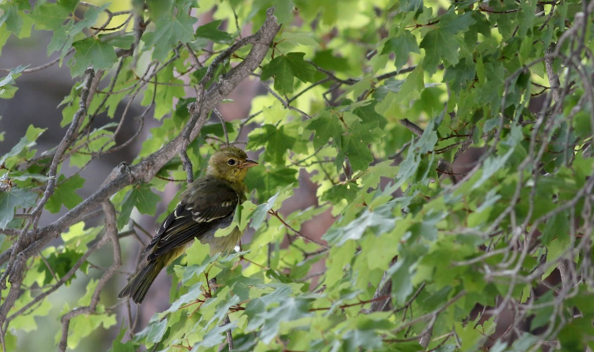 Western Tanager - ML32310021