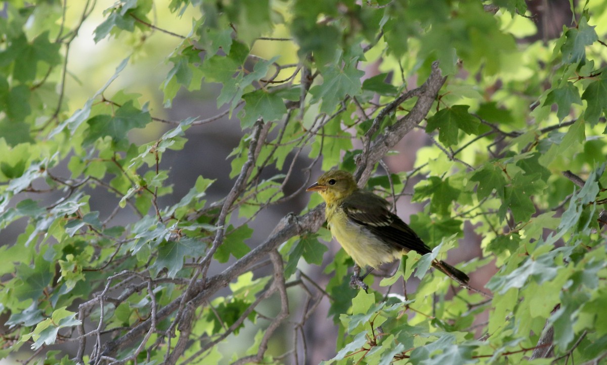 Western Tanager - ML32310031