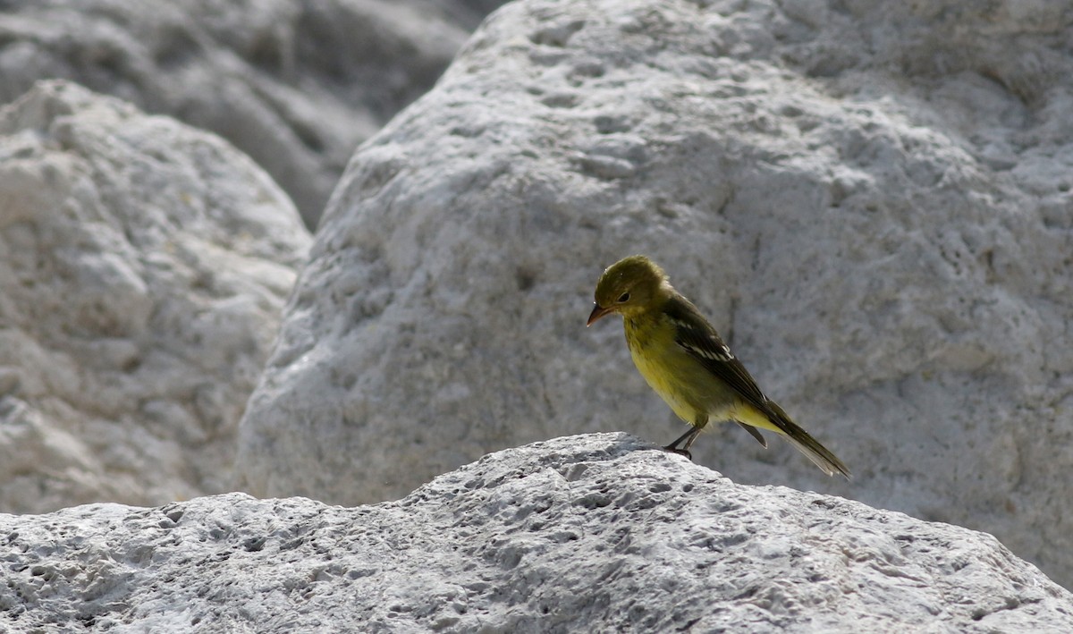 Western Tanager - ML32310041