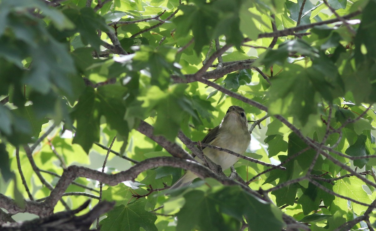 Warbling Vireo (Western) - ML32310051