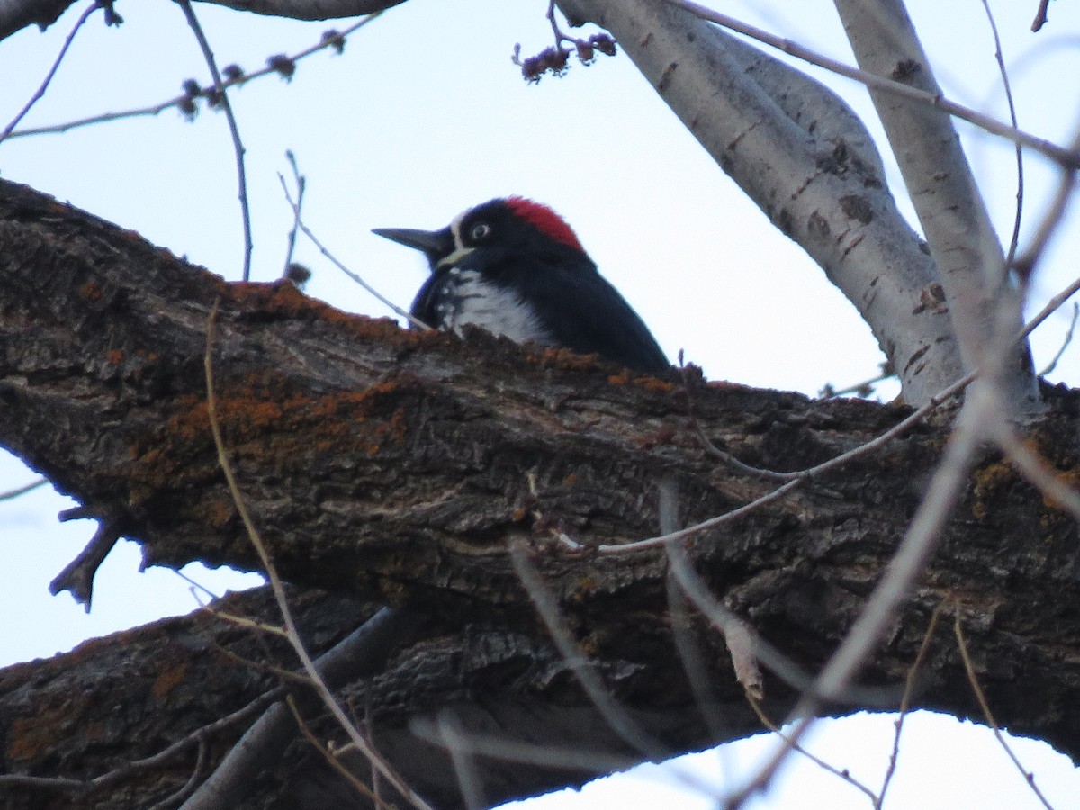 Acorn Woodpecker - ML323100581