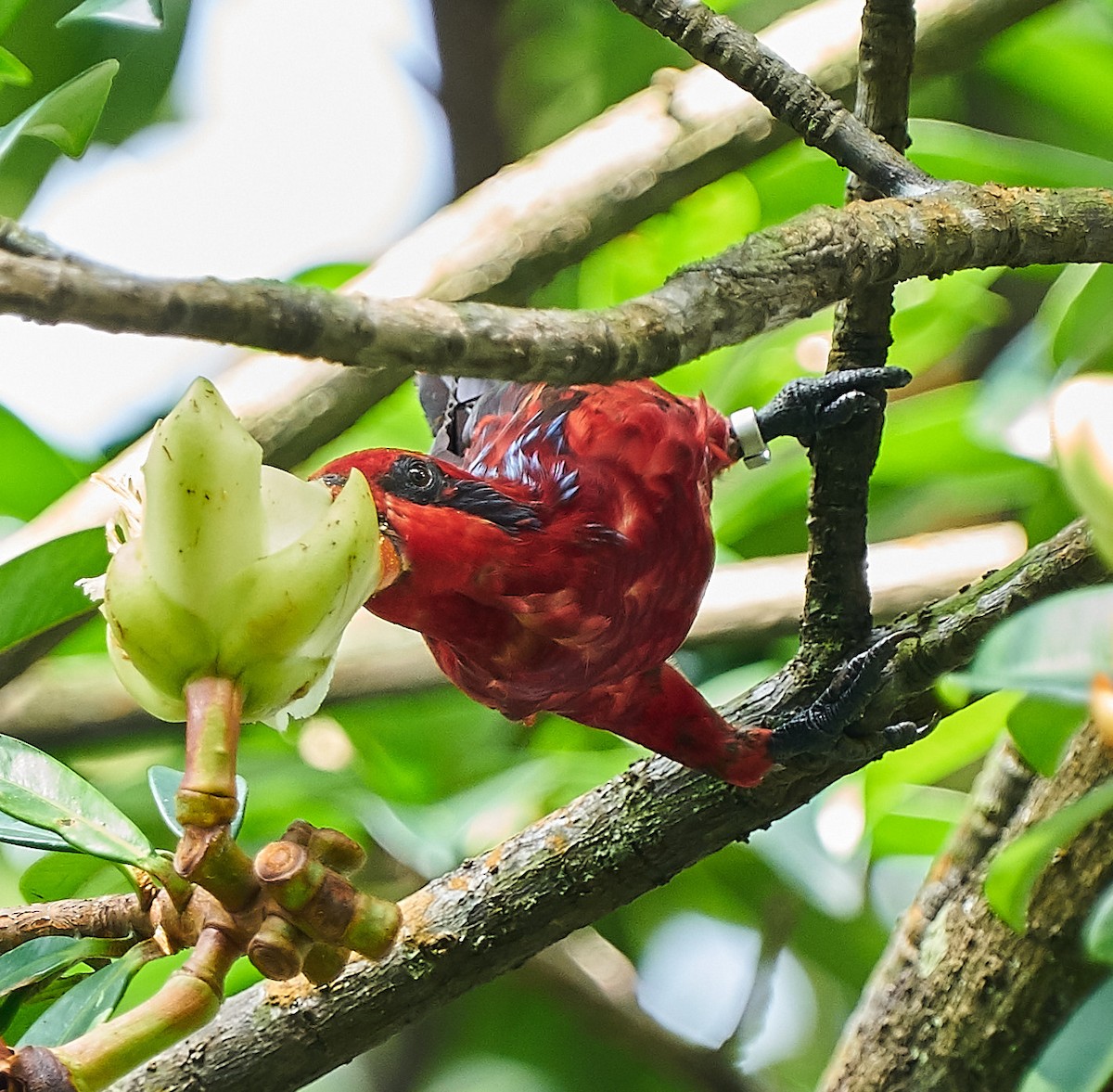 Blue-streaked Lory - ML323100601