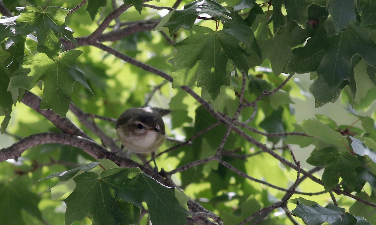 sangvireo (swainsoni gr.) - ML32310061