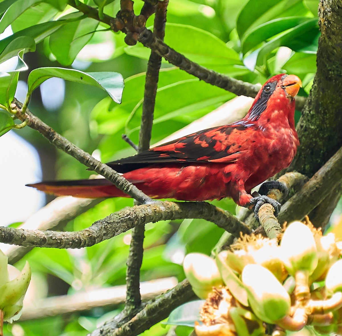 Blue-streaked Lory - Steven Cheong