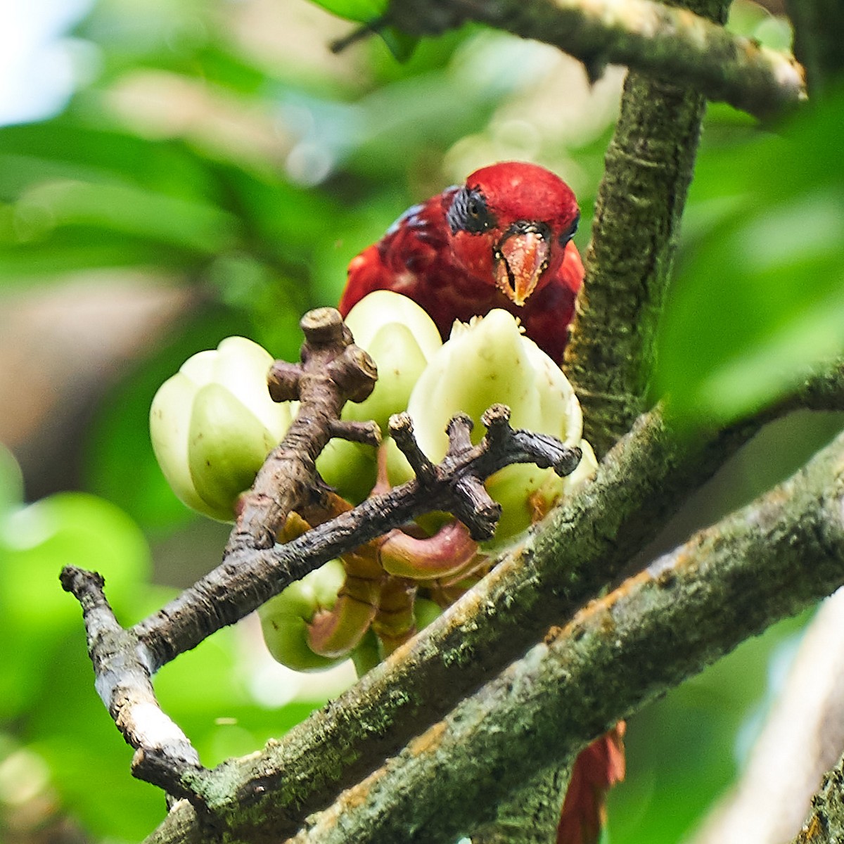 Blue-streaked Lory - ML323100641