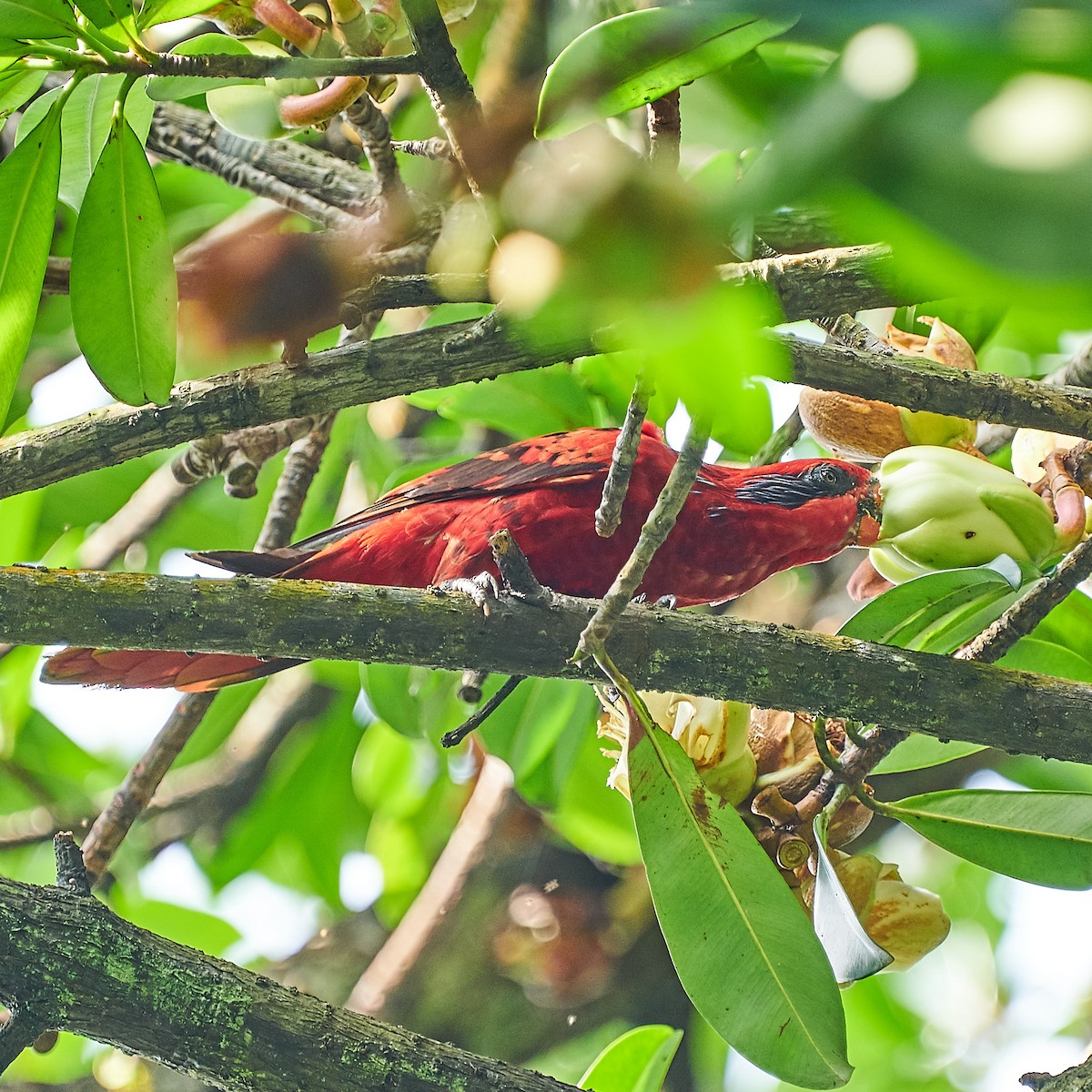 Blue-streaked Lory - ML323100651