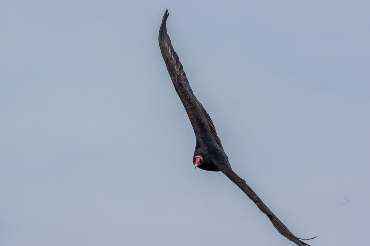 Turkey Vulture - Phil Kahler