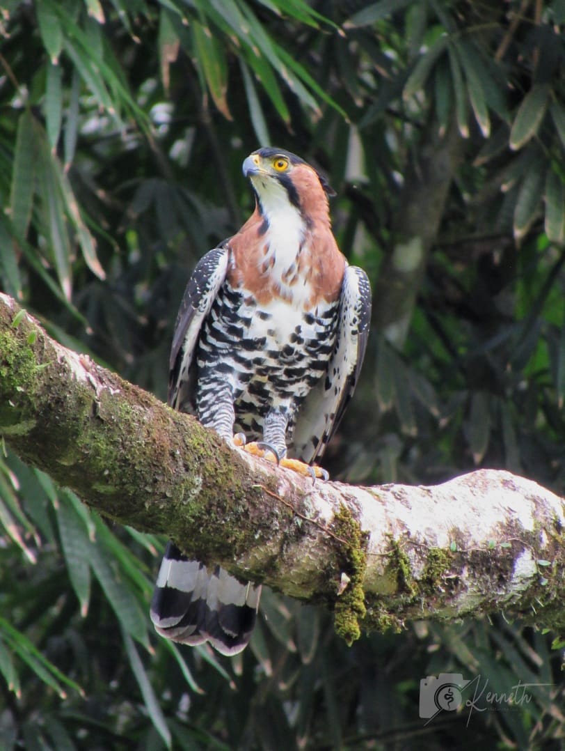 Ornate Hawk-Eagle - ML323100751