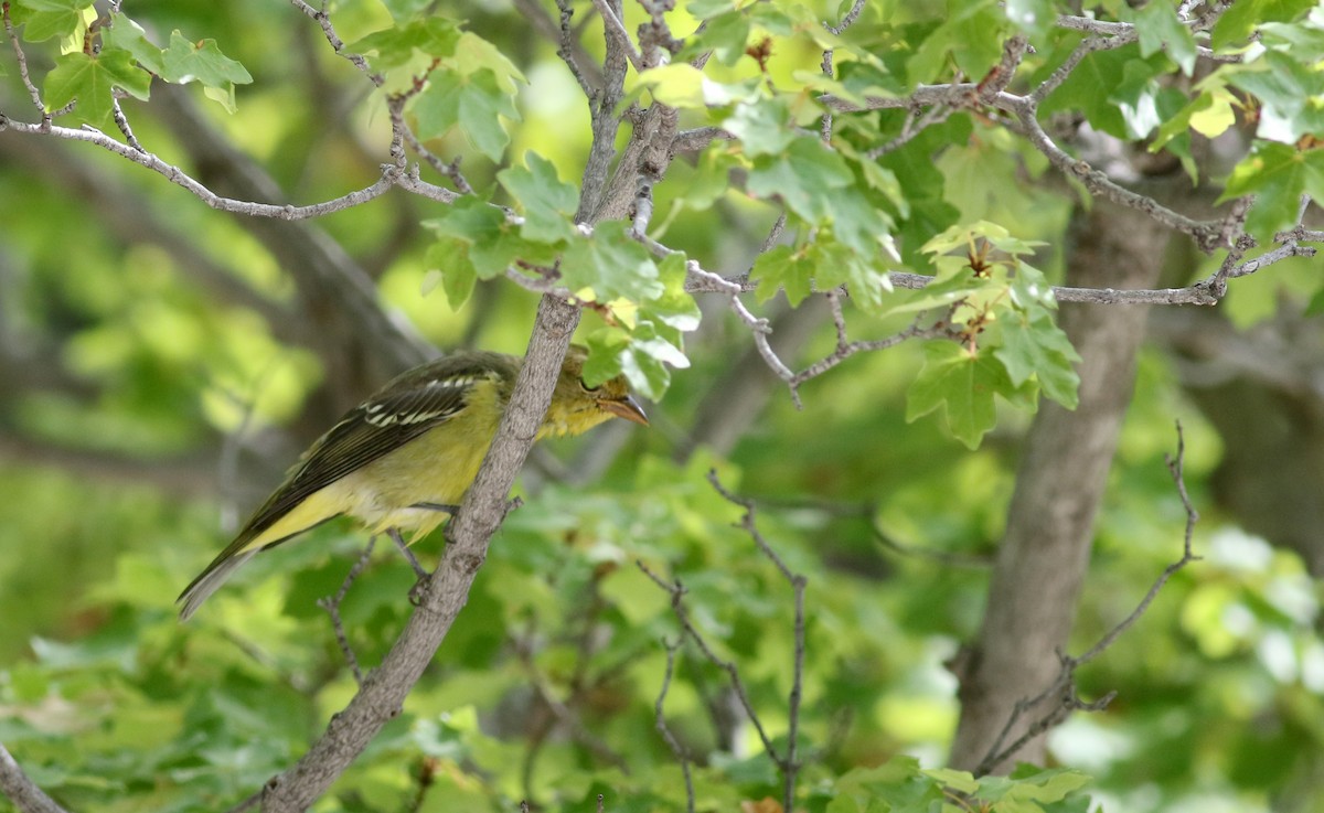 Western Tanager - ML32310131