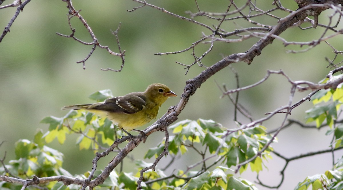 Western Tanager - ML32310141