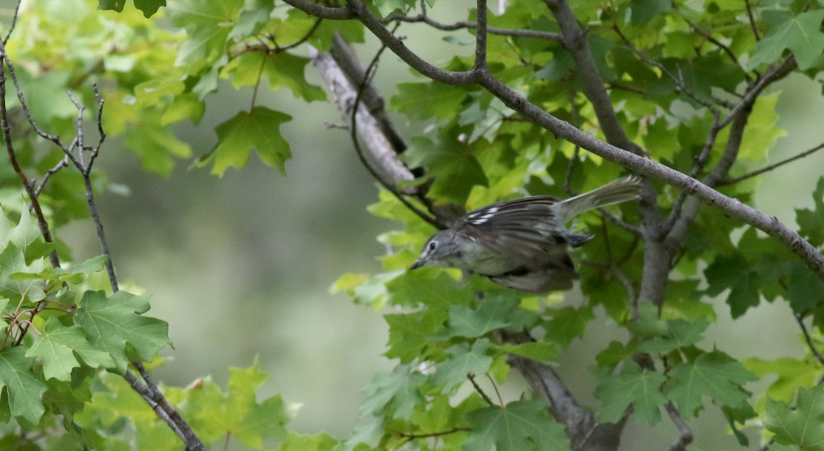 Plumbeous Vireo - Jay McGowan