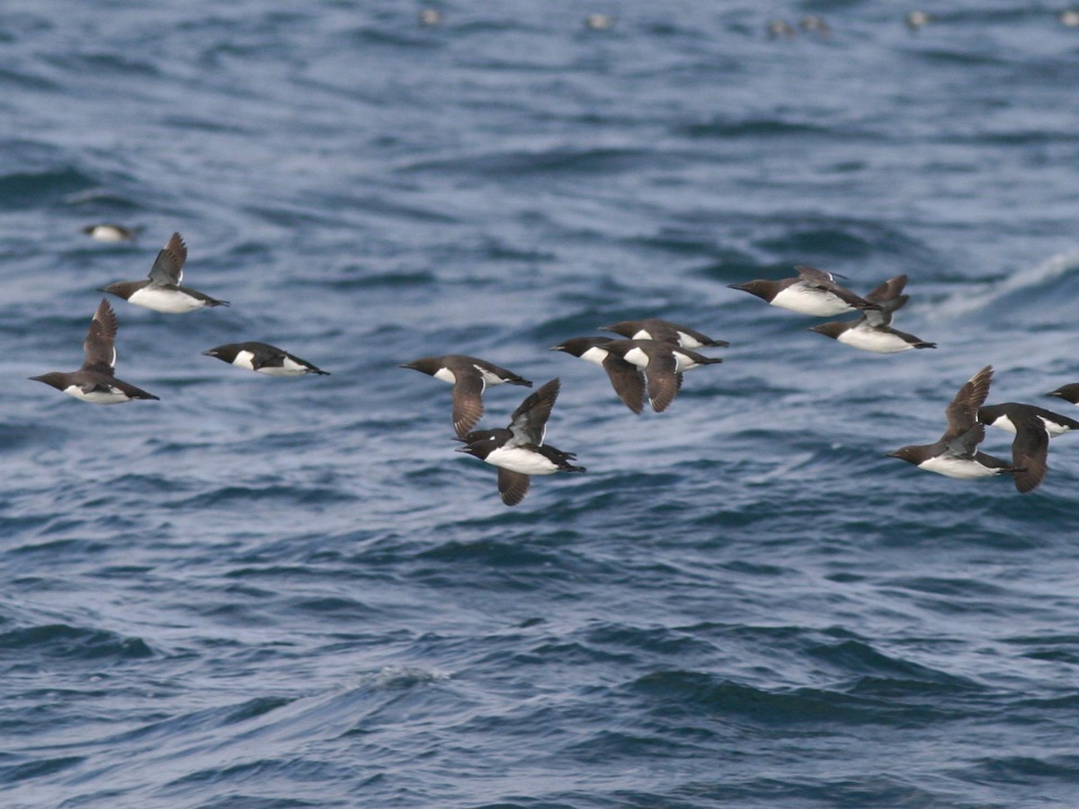 Breeding adult