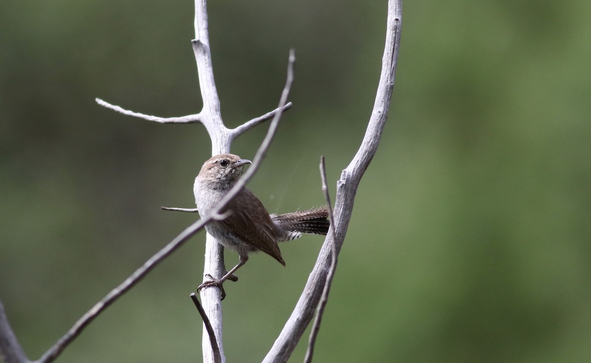 Bewick's Wren - ML32310301