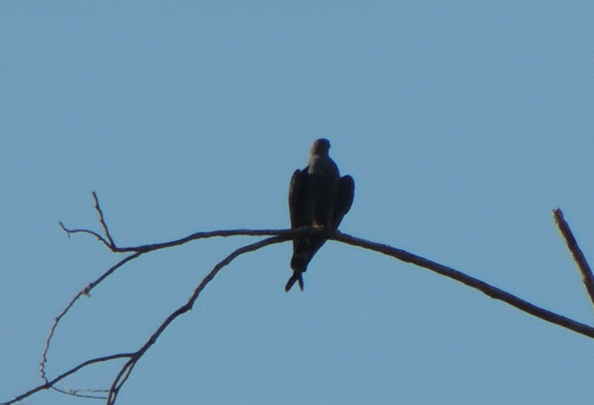 Plumbeous Kite - ML323103091