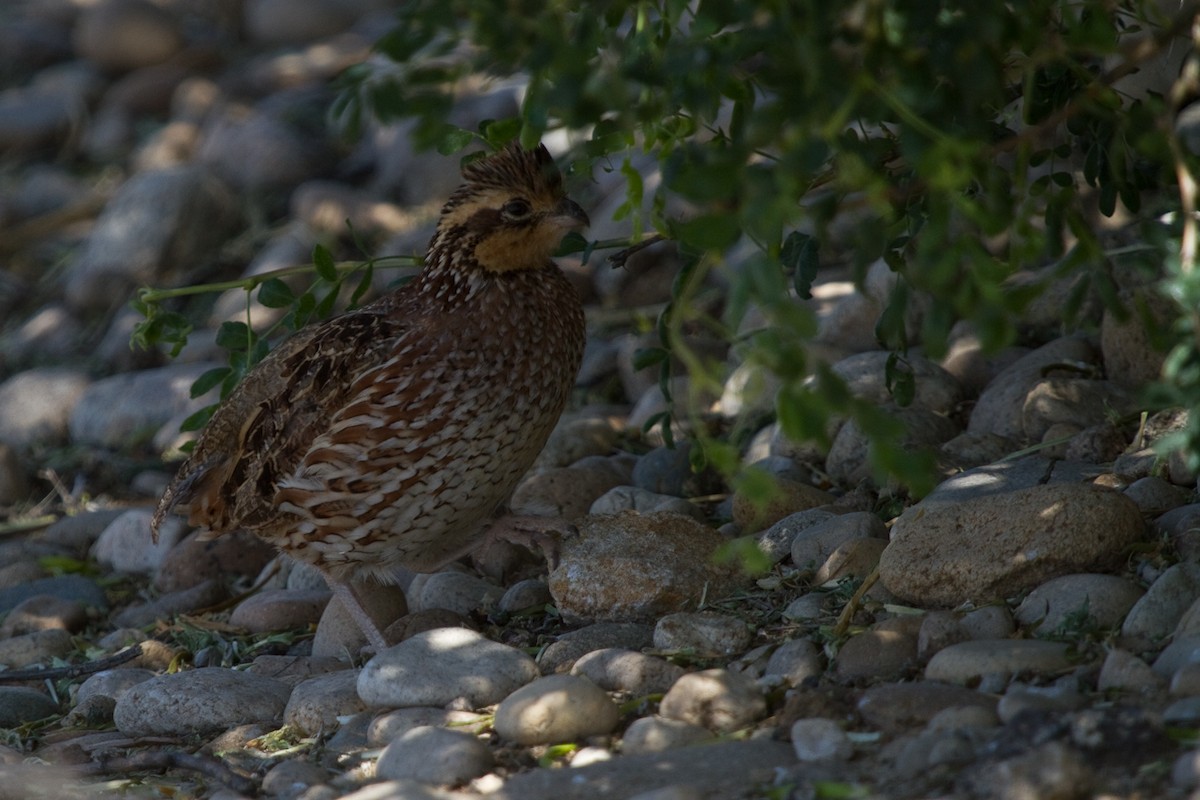 Northern Bobwhite - ML323103481