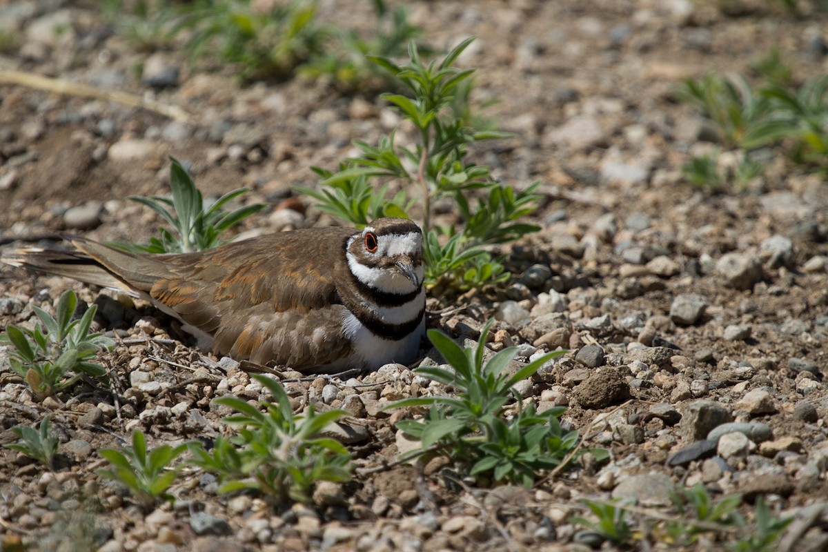 Killdeer - ML323103531