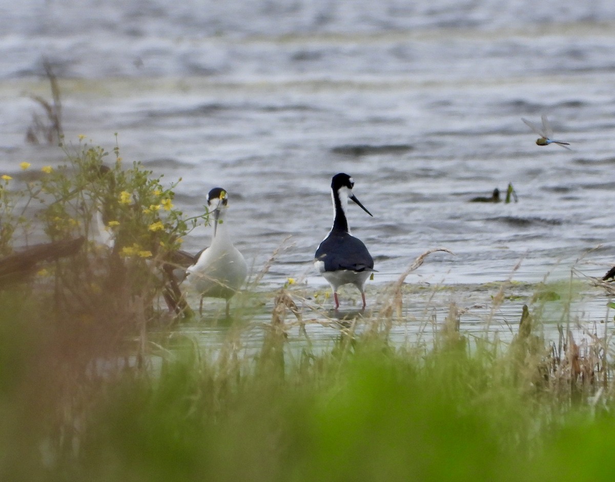 Black-necked Stilt - Malise Prieto