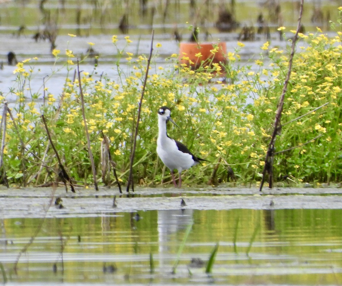 Black-necked Stilt - Malise Prieto