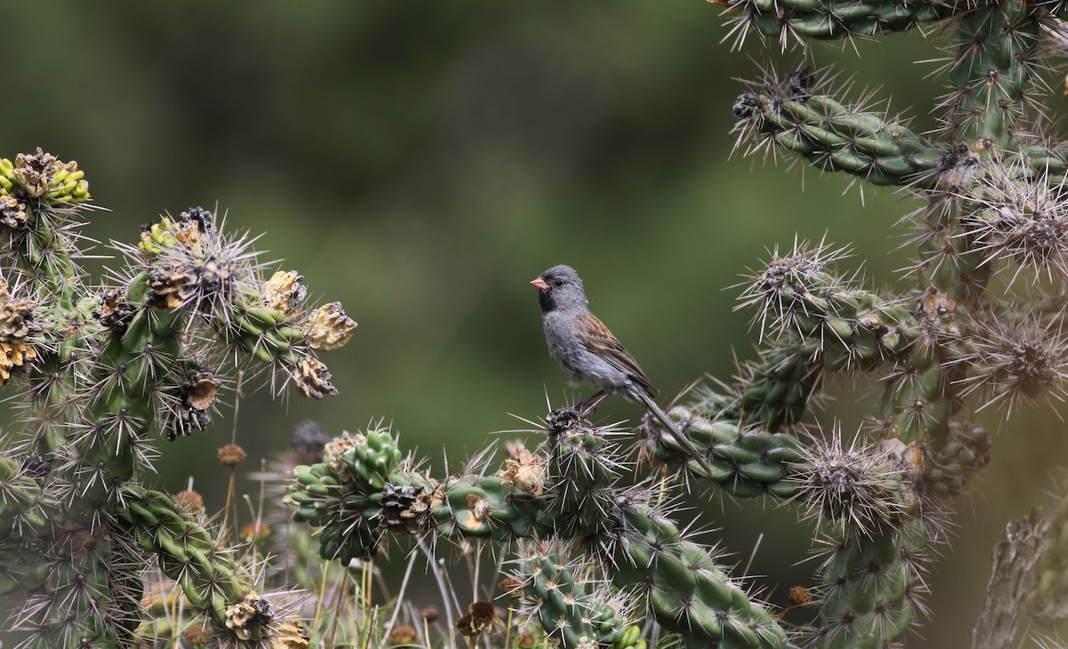 Black-chinned Sparrow - Jay McGowan