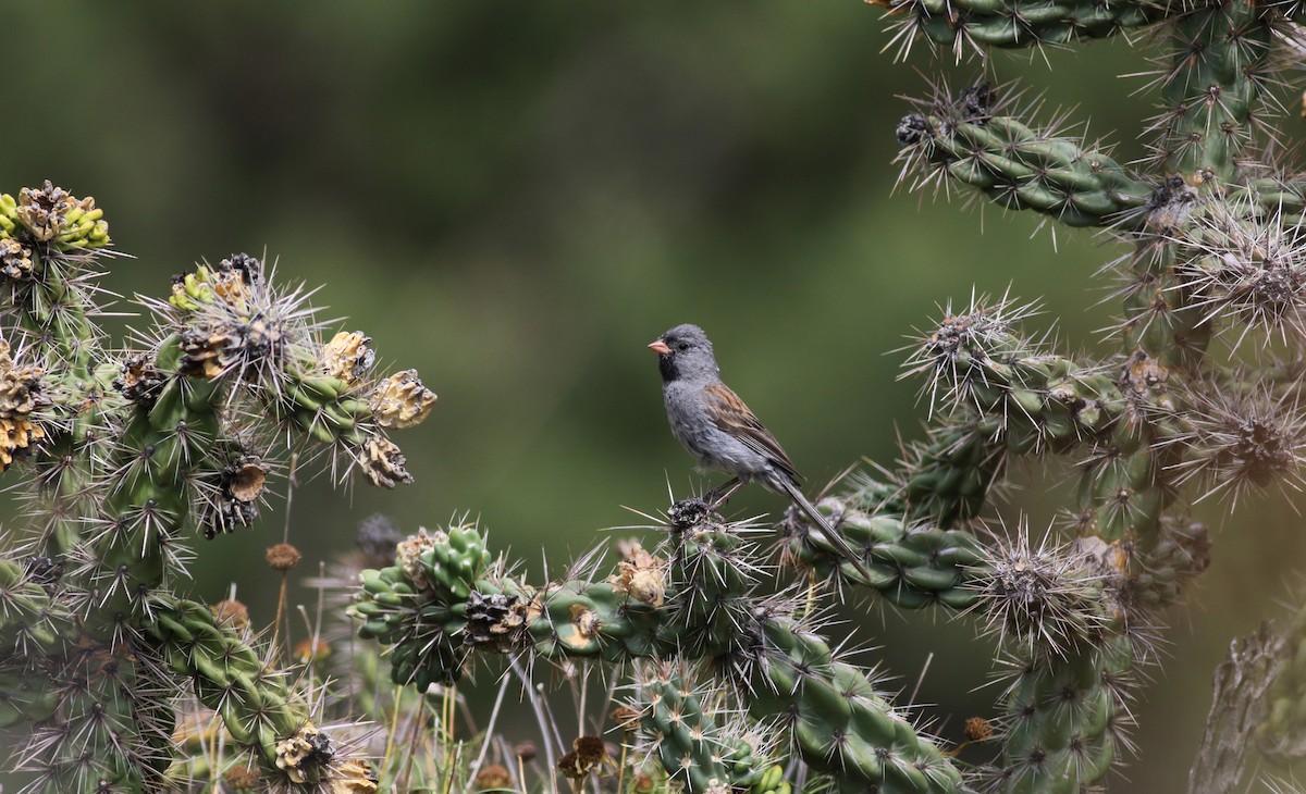 Black-chinned Sparrow - ML32310391